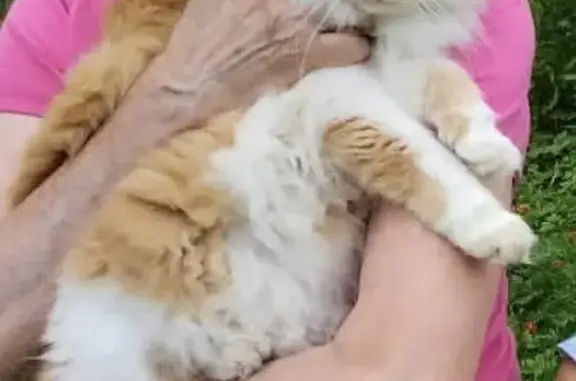 Пропала пушистая кошка Мальчик в Цибино, Московская область