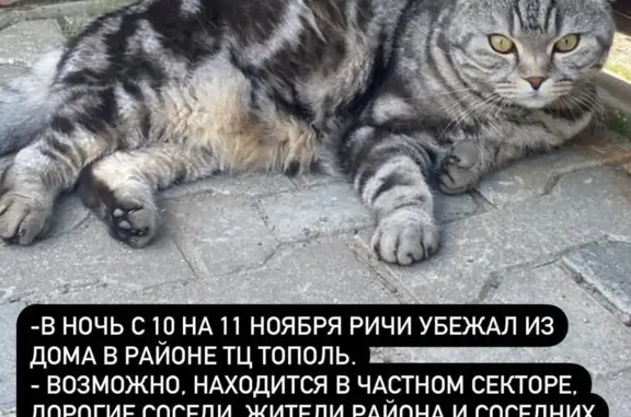 Пропала кошка Мальчик, 5 лет, серо-белый окрас, ул. Кооперативная, Иваново