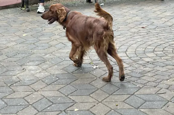 Найдена собака на Цветном бульваре, Сочи