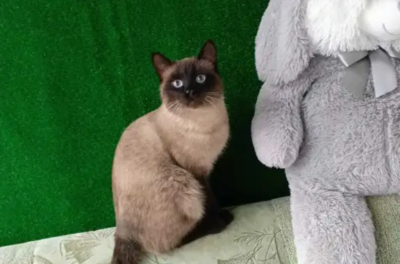Кошка найдена на Лесной улице, Нижнекамск