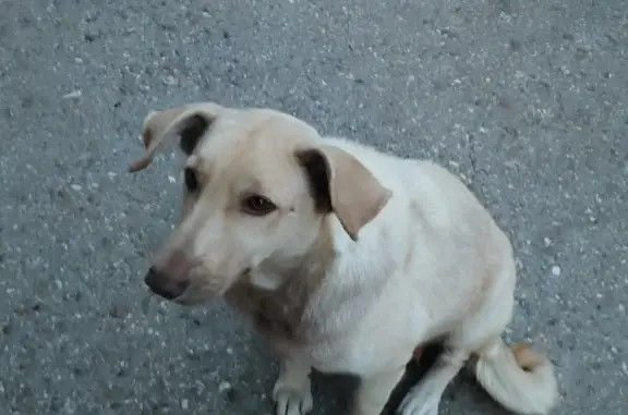 Пропала собака на ул. Александрова, 7, Астрахань
