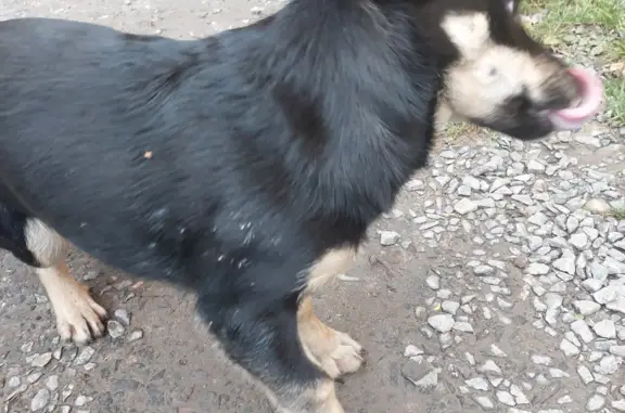 Найдена добрая собака в Черёмушках, Курская обл.