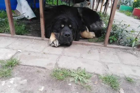 Пропала собака Тибетский мастиф, ул. Турбинная 14, Брянск
