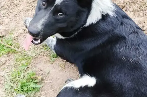 Пропала собака в Владимирской области