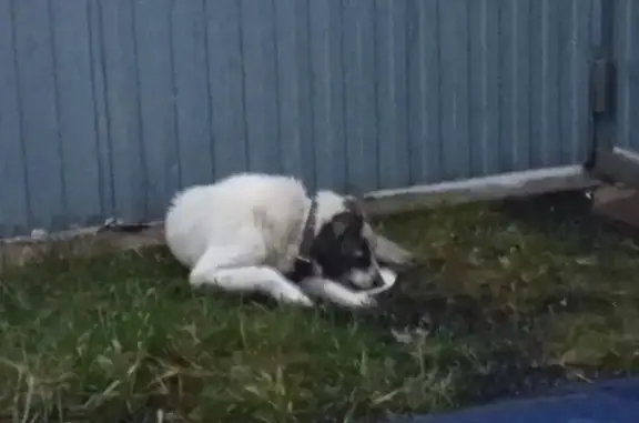 Собака найдена в д. Хлюпика, Московская область