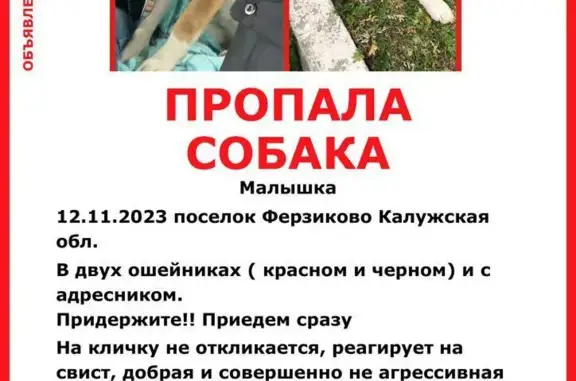 Пропала собака в Ферзиково, Калужская область