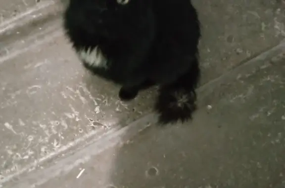 Найден домашний котик на ул. Мокроусова, 32, Нижний Новгород