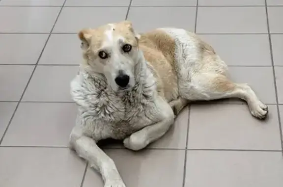 Найдена потерянная собака в Жостово, Московская область