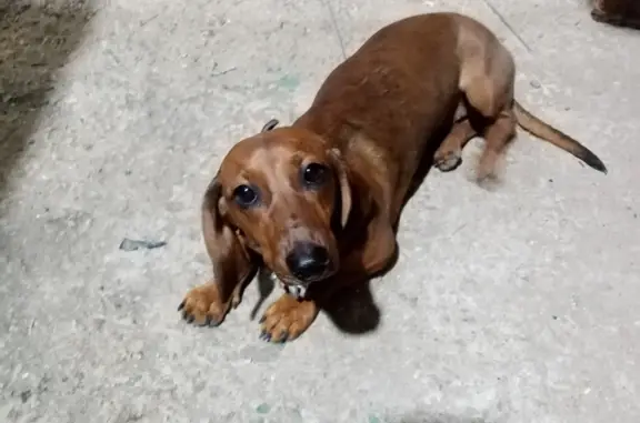 Собака Такса найдена на Самарской ул., 146, Самара