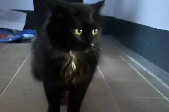Найден пушистый черный котик у Псковской ул., 29, Великий Новгород