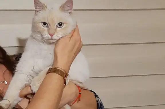 Найдена кошка с бледно-рыжим окрасом на Трактовой улице