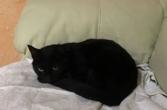 Найдена чёрная кошка на ул. Кирова, Калужская область