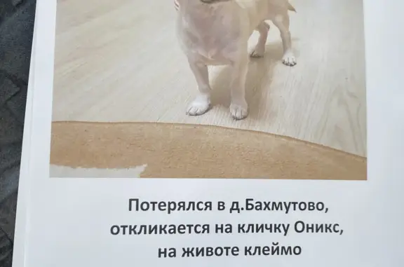 Пропала собака в Тверской области