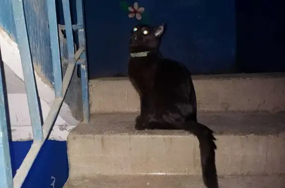 Найден чёрный котёнок с ошейником, ул. Тарханова, 7, Пенза