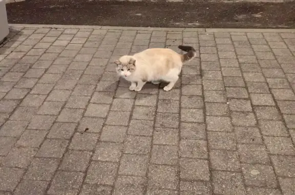 Найден котик возле ТЦ Калужский, Профсоюзная ул., 61А, Москва