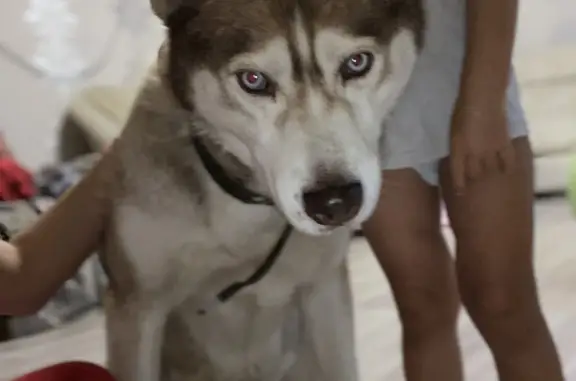 Найденные животные Волгоград, фото: Найдена собака в Кировском районе, 503квартал