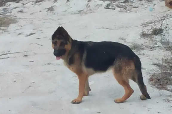 Пропала собака в хуторе Масаловка, Ростовская область