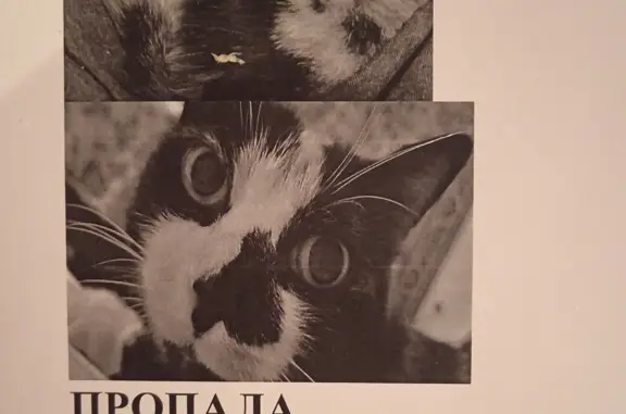Пропала кошка на Рокоссовского, 31, Ишим