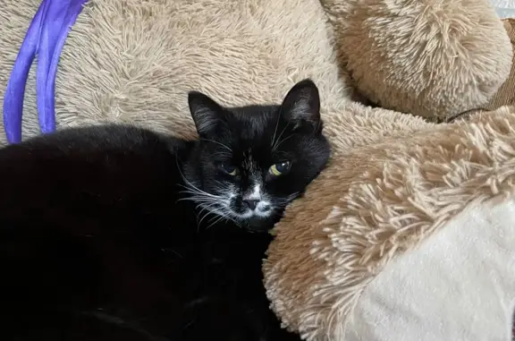 Найдена домашняя черно-белая кошка на Фабричной улице