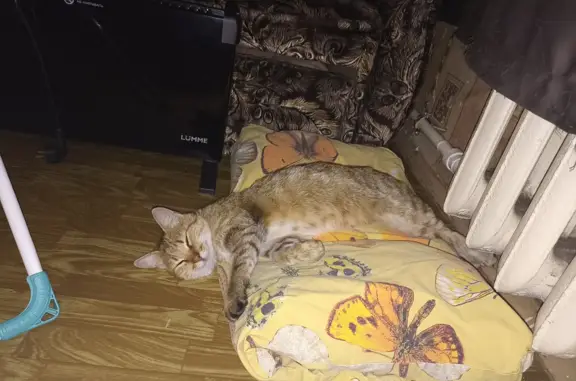 Найдена кошка ищет дом. Площадь Ленина, 4А, Воронеж.