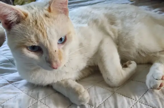 Пропала белая кошка в Поселении, Бурятия