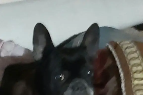 Найдена собака, Ростов-на-Дону, фото: Найден французский бульдог на Раскатном пер., Ростов-на-Дону