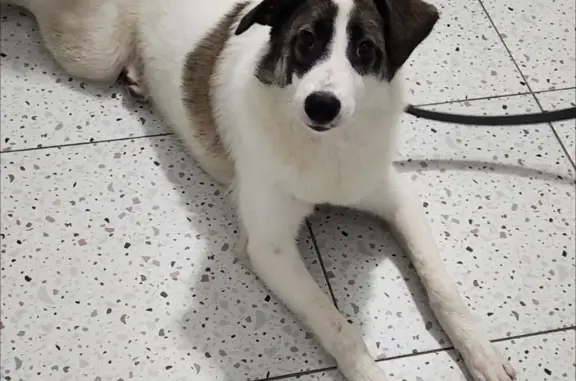 Найдена собака, Санкт-Петербург, фото: Собака Щенок, ул. Камышовая, СПб