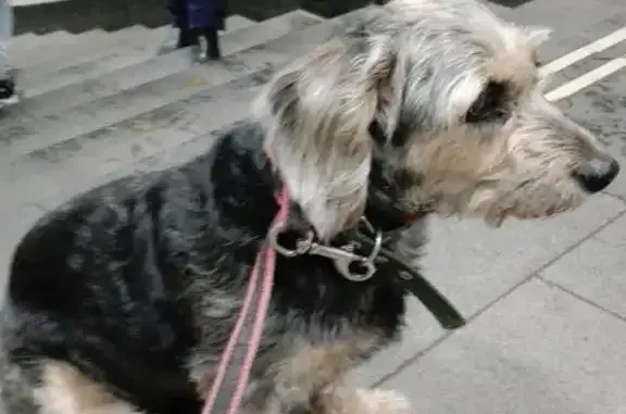 Собака найдена в метро ВДНХ, ищем хозяев