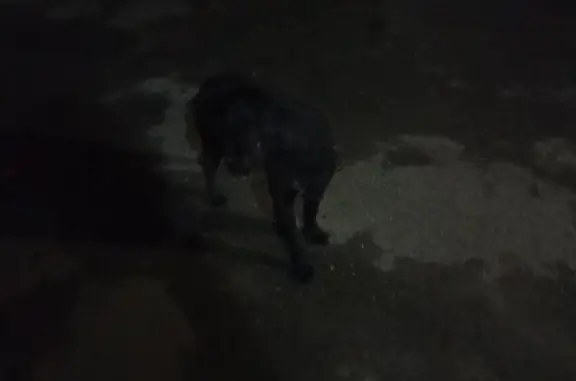 Найдена собака: черная, вислоухая, хвост купирована
