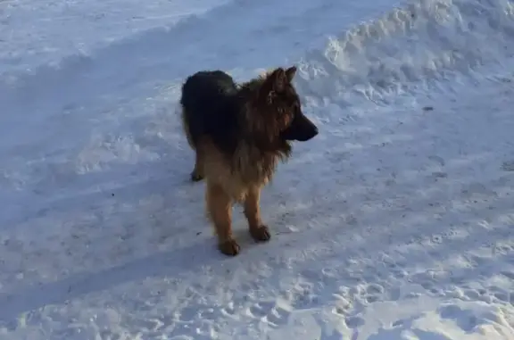Пропала собака, Челябинск
