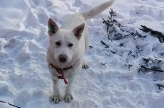 Пропала собака, Петропавловск-Камчатский