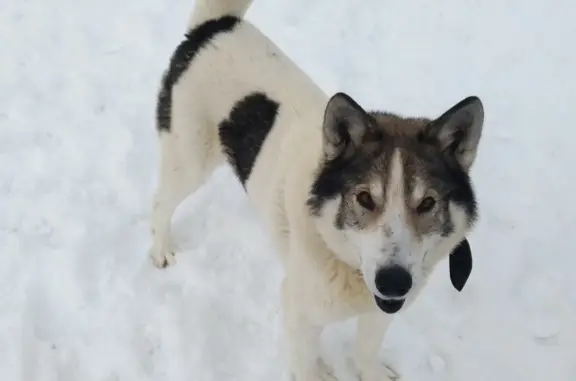 Пропала собака на Ветвистой улице, Пермский край