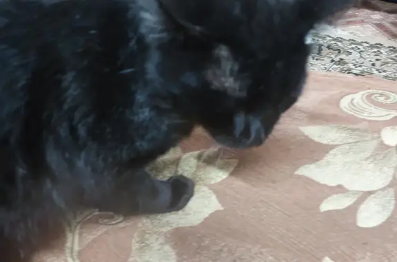 Найдена черная крупная кошка на Минской улице