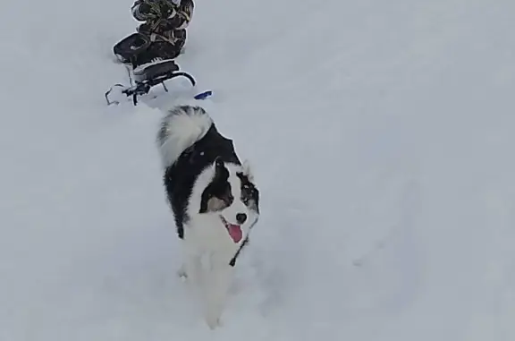 Пропала собака: кобель якутской лайки, адрес - д. Шилова