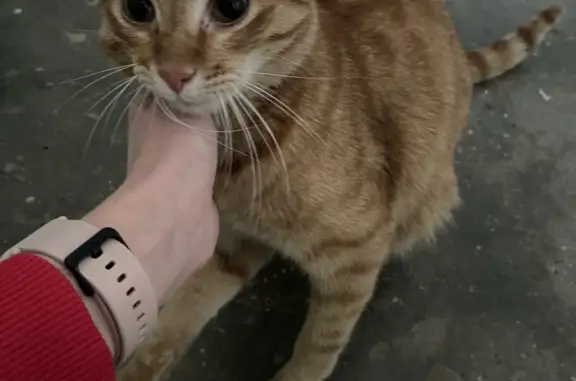 Найден рыжий котик в подъезде, Кострома