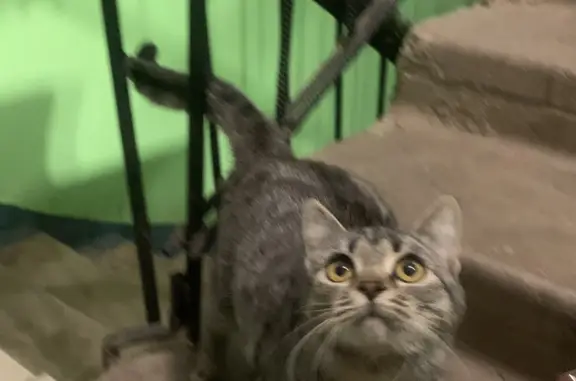Найдена кошка, Великий Новгород