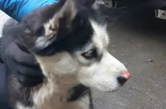 Найдена собака на Трактовой ул., Челябинск