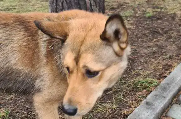Найдена собака, Новосибирская область