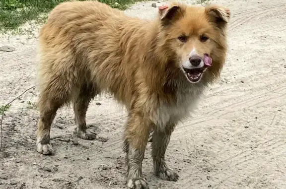 Пропала собака Рыжий в СНТ Залив, Ульяновская область
