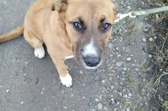 Найдена ухоженная собака в Орловской области