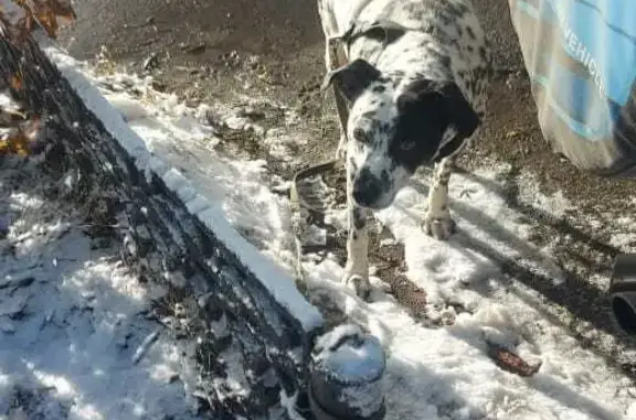 Пропала собака в Степановском переезде, Томск
