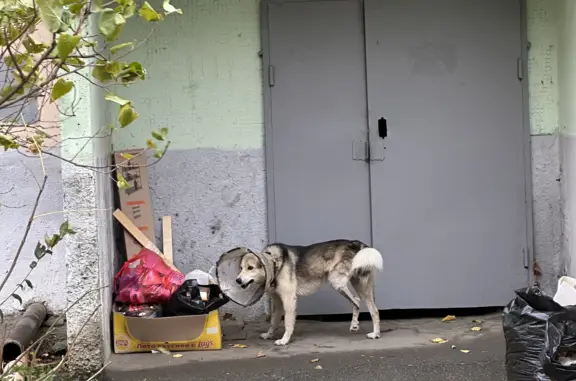 Собака на ул. Чехова, 67, Ставрополь после операции
