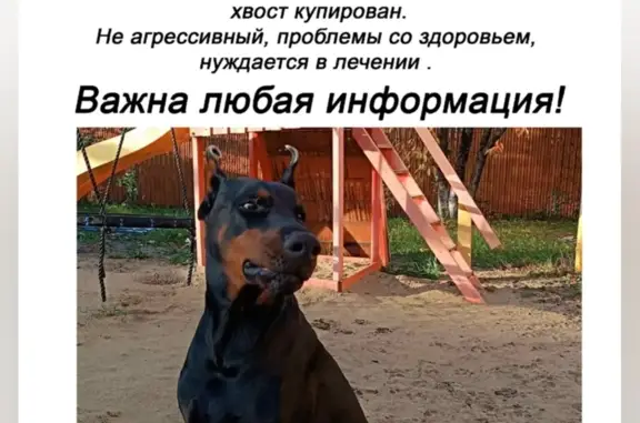 Пропала собака на Радищевской улице, Пенза