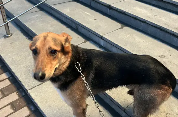 Собака найдена возле ТЦ Академический, ул. Краснолесья, 133