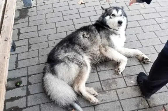 Собака найдена на остановке Айвазовского, Краснодар
