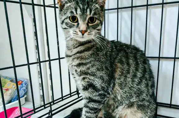 Найдена кошка в Москве, ищем новую семью для Кити