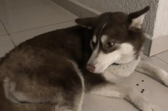 Найдена собака: Базарный пер., Томск