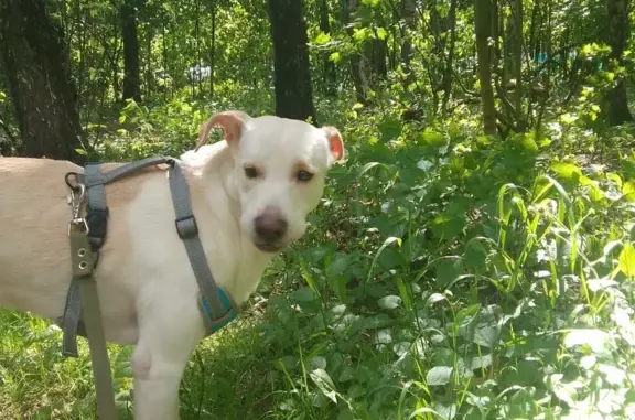 Собаки потеряшки, Москва, фото: Потеряшка собака, Лескова, 3А, Мск