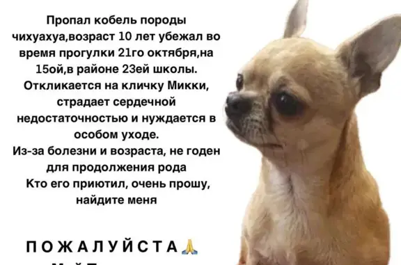 Пропала собака в Гуково, ул. Краснопартизанская