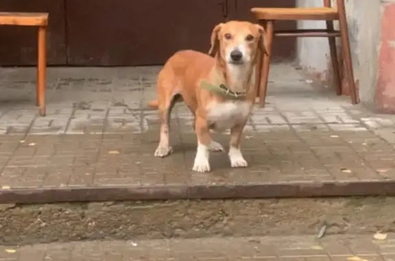 Найдена собака на Губкина, Казань